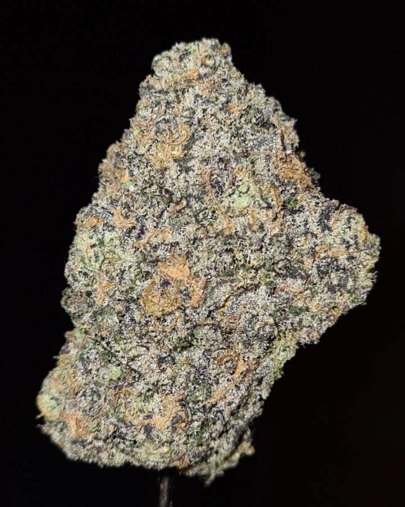 seabiscuit by gotti strain review by cannoisseurselections