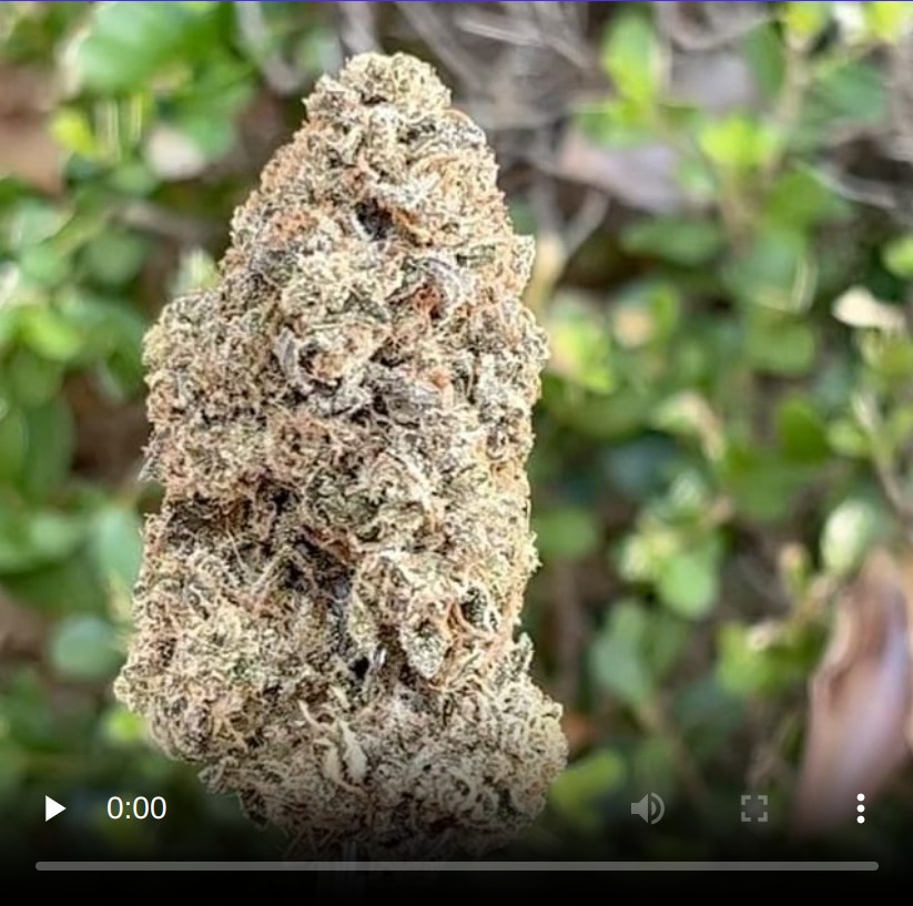 sudz by joshwax strain review by thethcspot