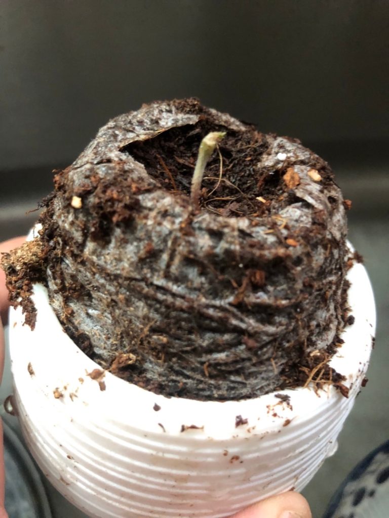 a pot for pot review dead seedling