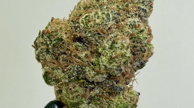 banana runtz by 760 grower strain review by cali_bud_reviews 2.jpg