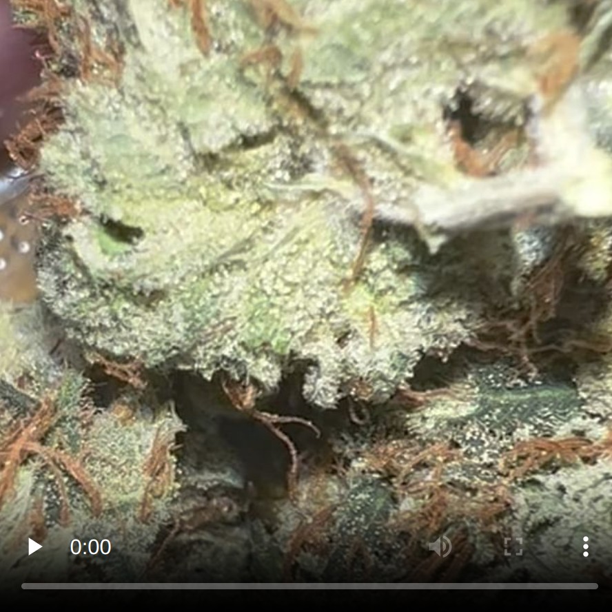 chem d by lexters farm strain review by hazeandsour 2.png