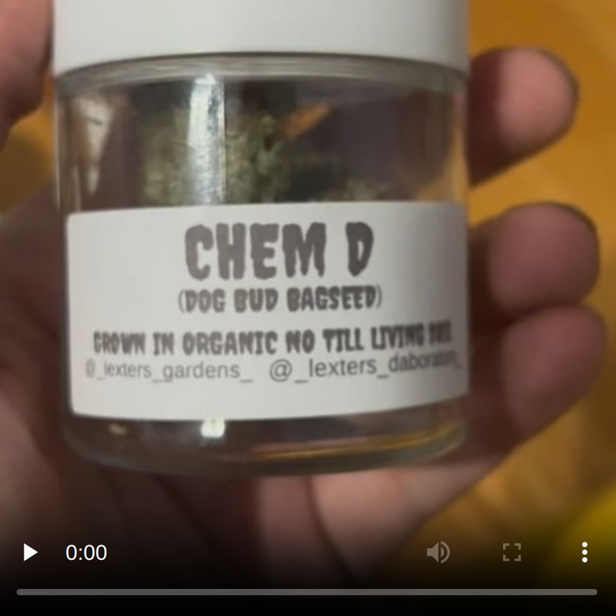 chem d by lexters farm strain review by hazeandsour