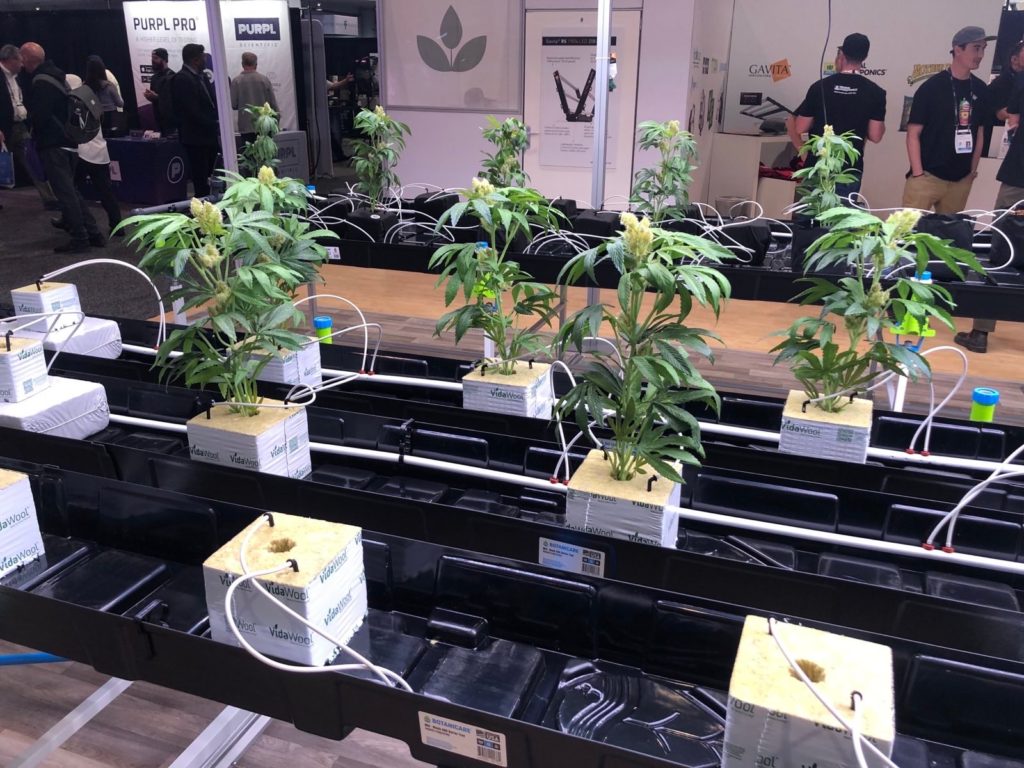 fake cannabis plants under lights at mjbizcon2023