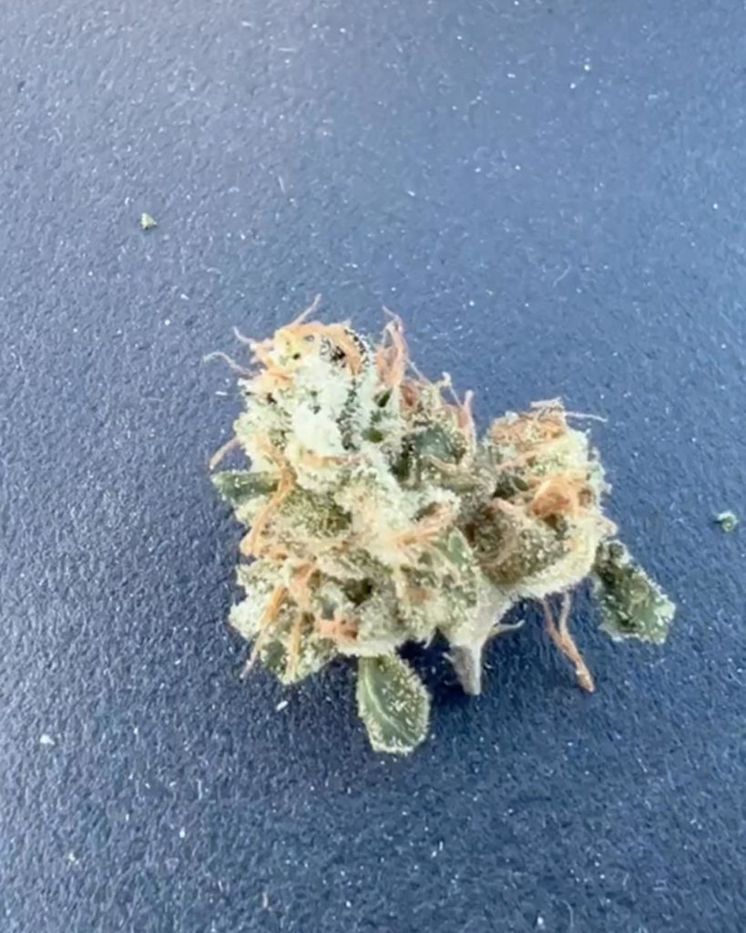 ghost og x sour dubb by sisu nyc strain review by hazeandsour