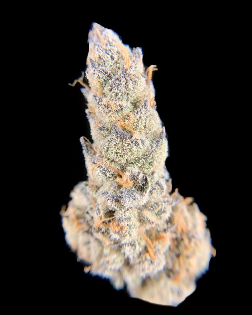 grapricot pie by pacific grove strain review by pnw.chronic 2.jpg