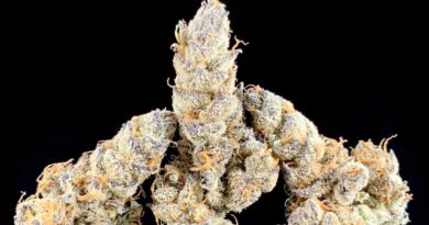 grapricot pie by pacific grove strain review by pnw.chronic 3.jpg