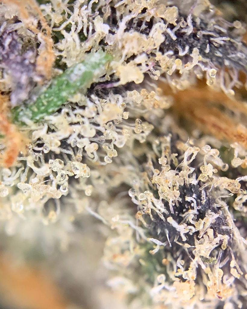 grapricot pie by pacific grove strain review by pnw.chronic