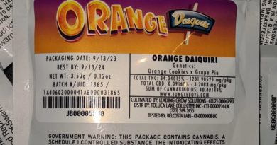 orange daiquiri by jungle boys strain review by cannoiseurselections 2.webp