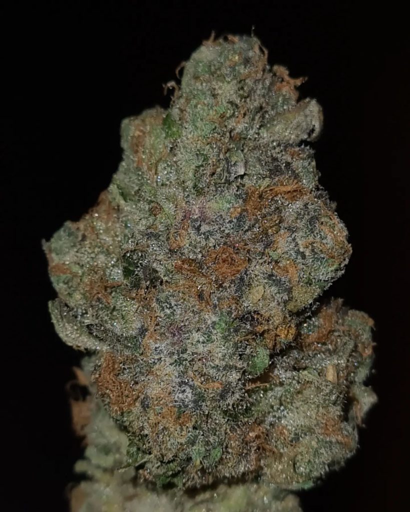 orange daiquiri by jungle boys strain review by cannoiseurselections