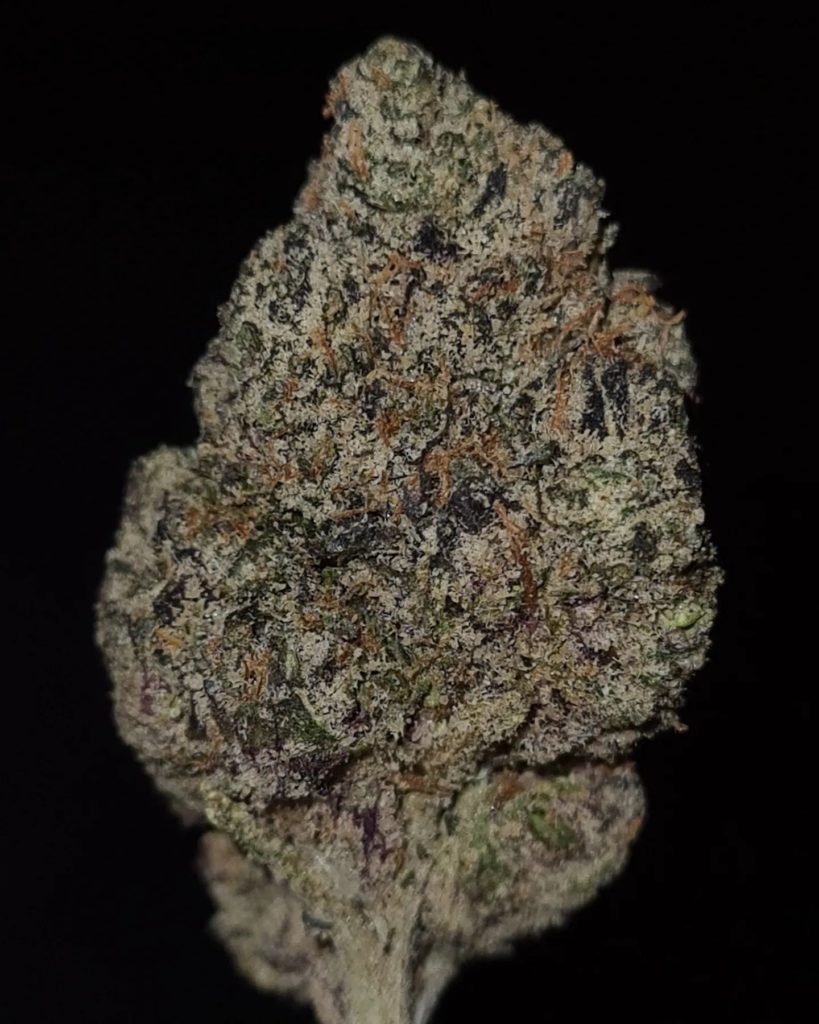 passionfruit gelato by cannatique strain review by cannoisseurselections