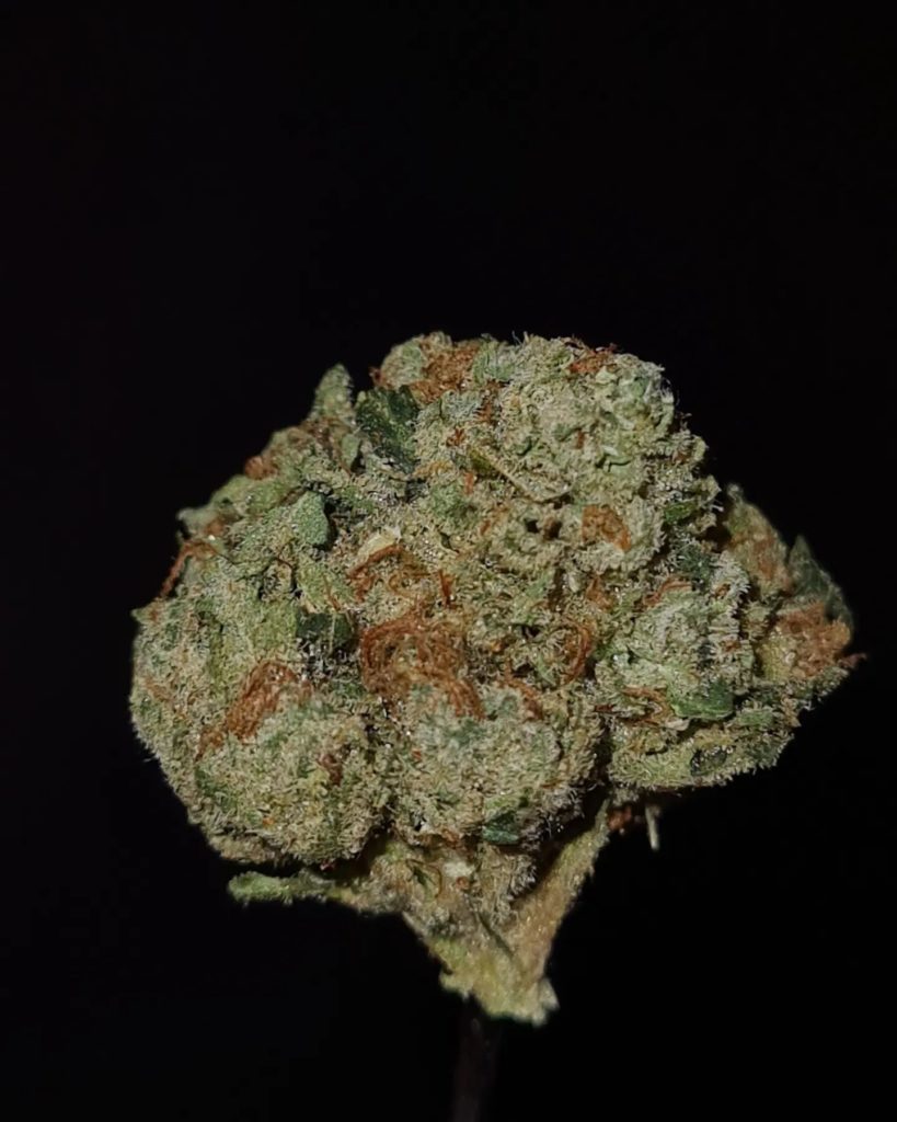 private reserve by jungle boys strain review by cannoisseurselections