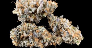 pug's breath by high noon cultivation strain review by pnw.chronic 3jpg