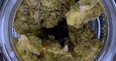 shape shifter by fig farms strain review by ogweedreview 2