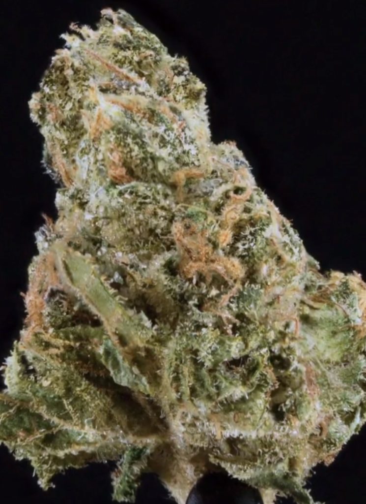 shape shifter by fig farms strain review by ogweedreview