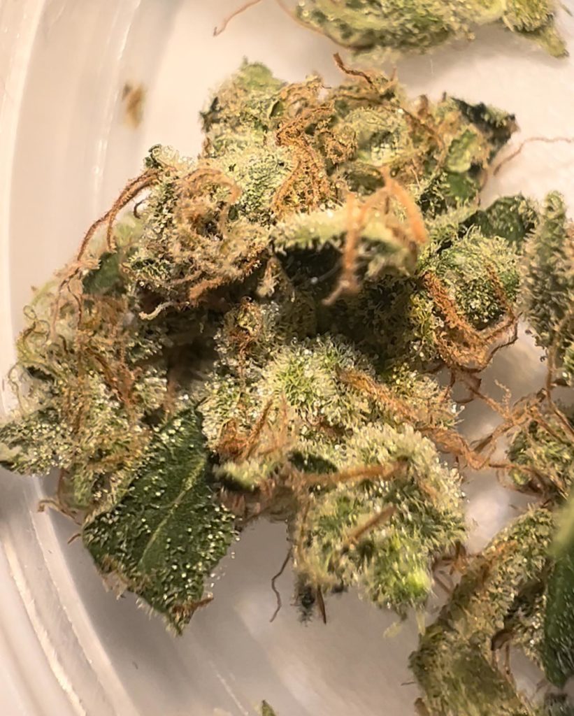 sour diesel by jungle bear exotics strain review by hazeandsour 2.jpg