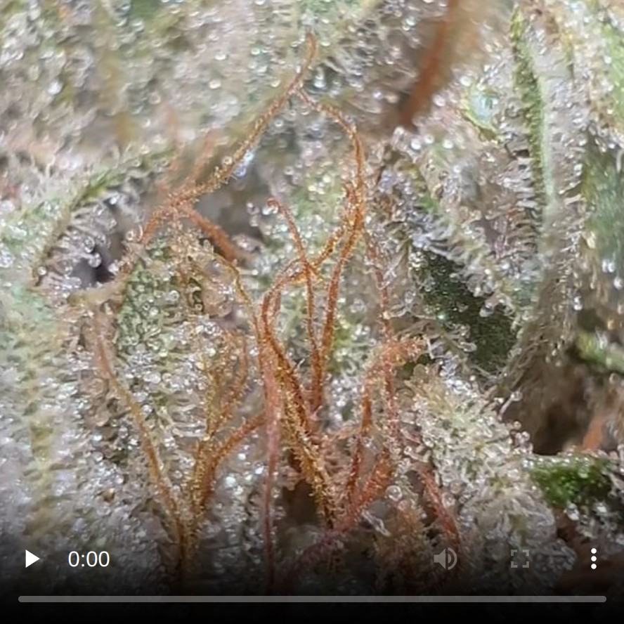 staten island chem by sherpa seeds strain review by hazeandsour 2.png