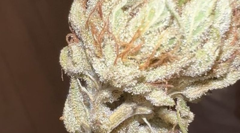 staten island chem by sherpa seeds strain review by hazeandsour