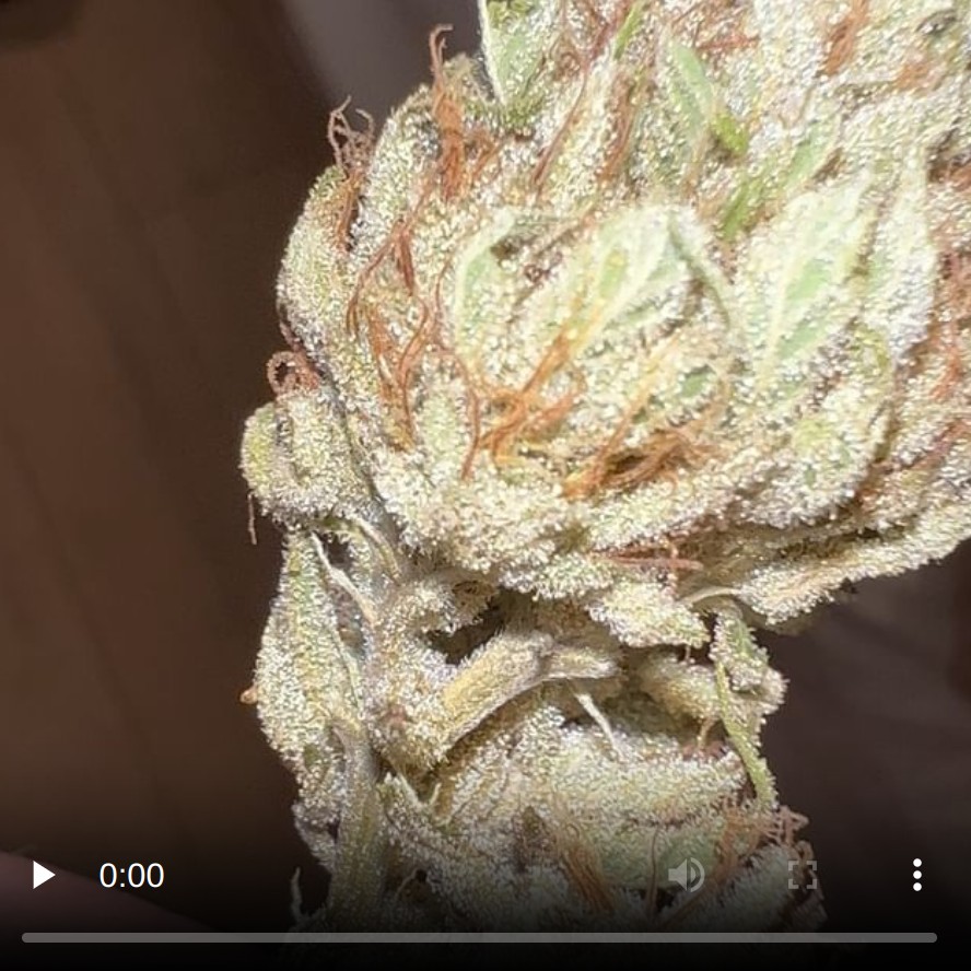 staten island chem by sherpa seeds strain review by hazeandsour