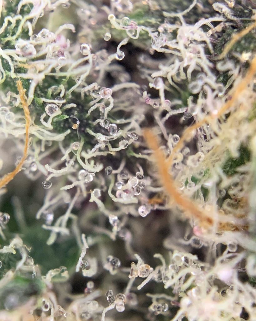 superboof by trichome farms strain review by pnw.chronic