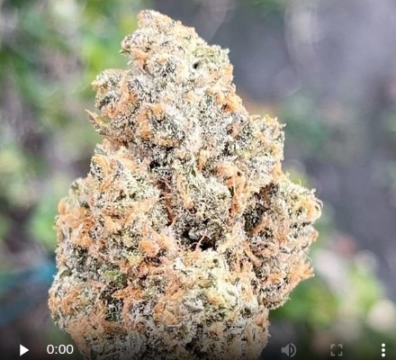 top shelf elf by connected california strain review by thethcspot