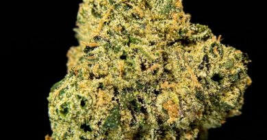 watermelon zkittlez by blue lane grow strain review by be illinois_cannabis_reviews