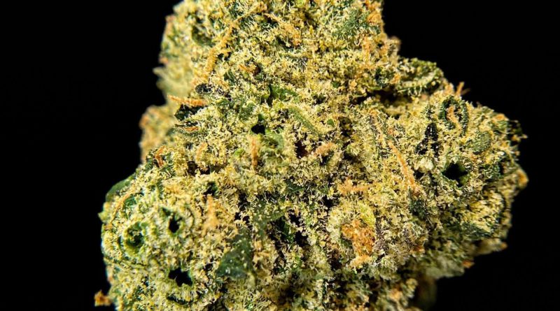 watermelon zkittlez by blue lane grow strain review by be illinois_cannabis_reviews