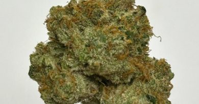 xeno by shauncron strain review by cali_bud_reviews