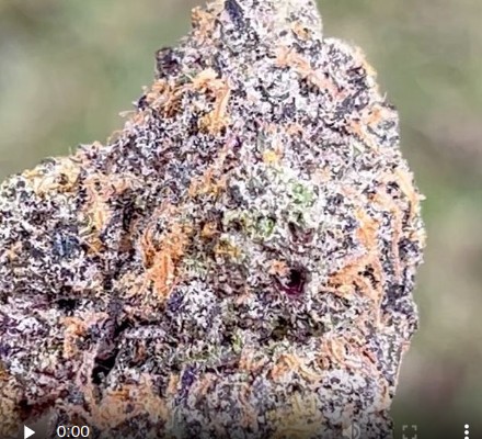 zoapscotti by doja exlclusive x crown genetics strain review by thethcspotreviews