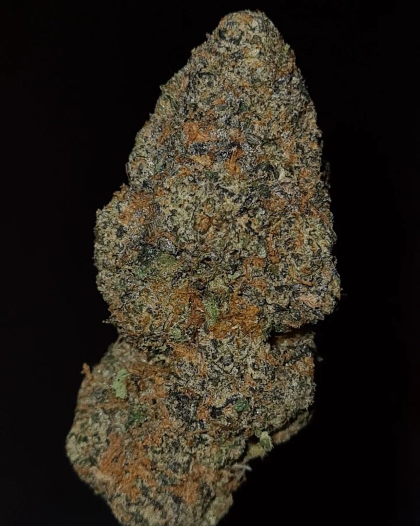 baller bibi by world is yours exotics x the baydestrians strain review by cannoisseurselections