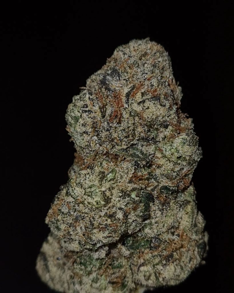 chocolate barfi by the baydestrians x world is yours exotics strain review by cannoisseurselections