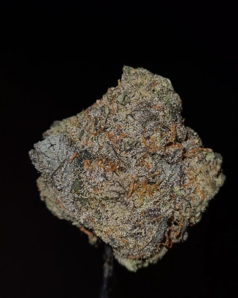 club 41 by jungle boys strain review bby cannoisseurselections