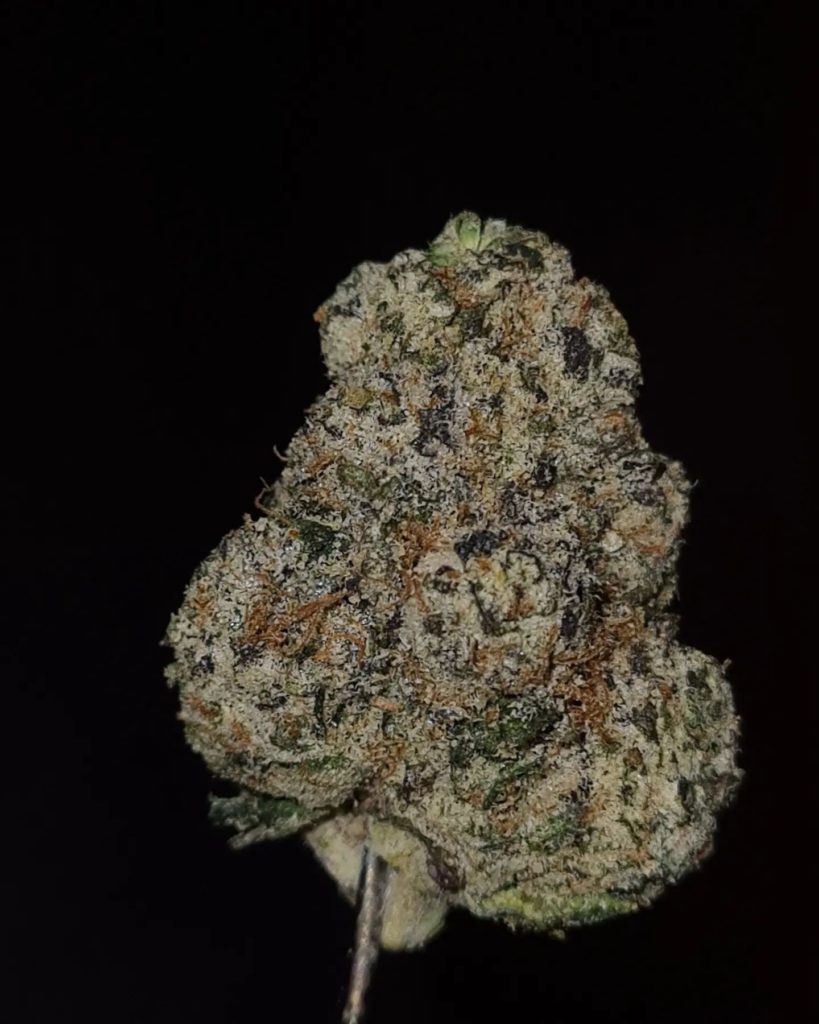 cream pie by munchies factory strain review by cannoisseurselections