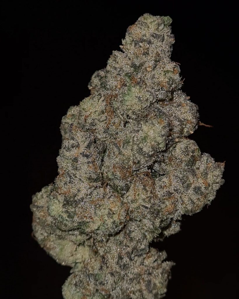 frozen grapes by jungle boys strain review by cannoisseurselections