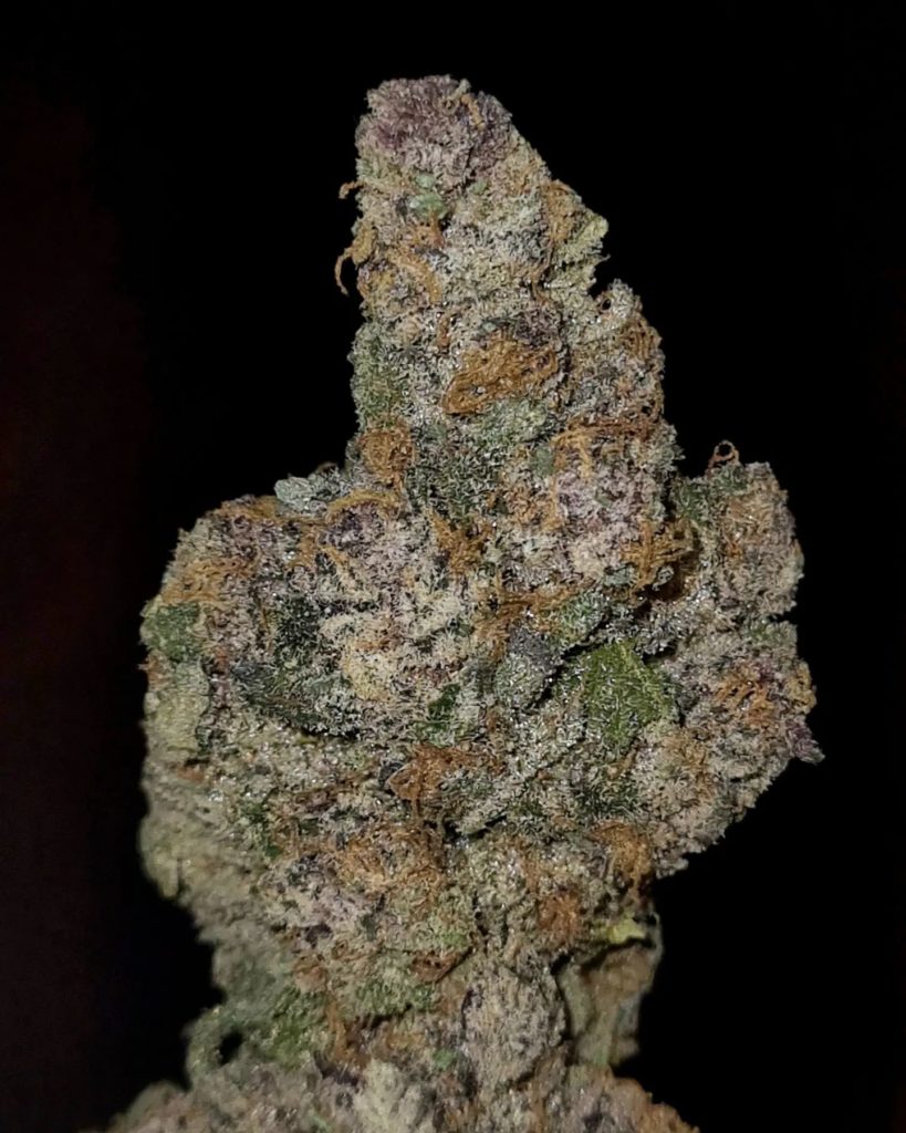 grape jilly by jungle boys strain review by cannoisseurselections