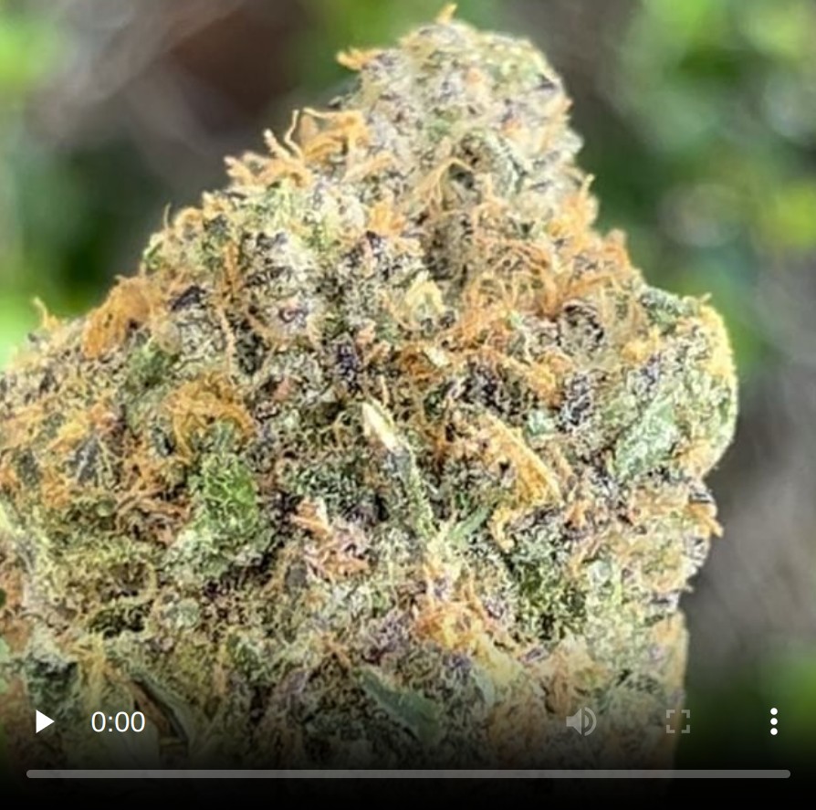 orange zkittlez by doja exclusive strain review by thethcspotreviews