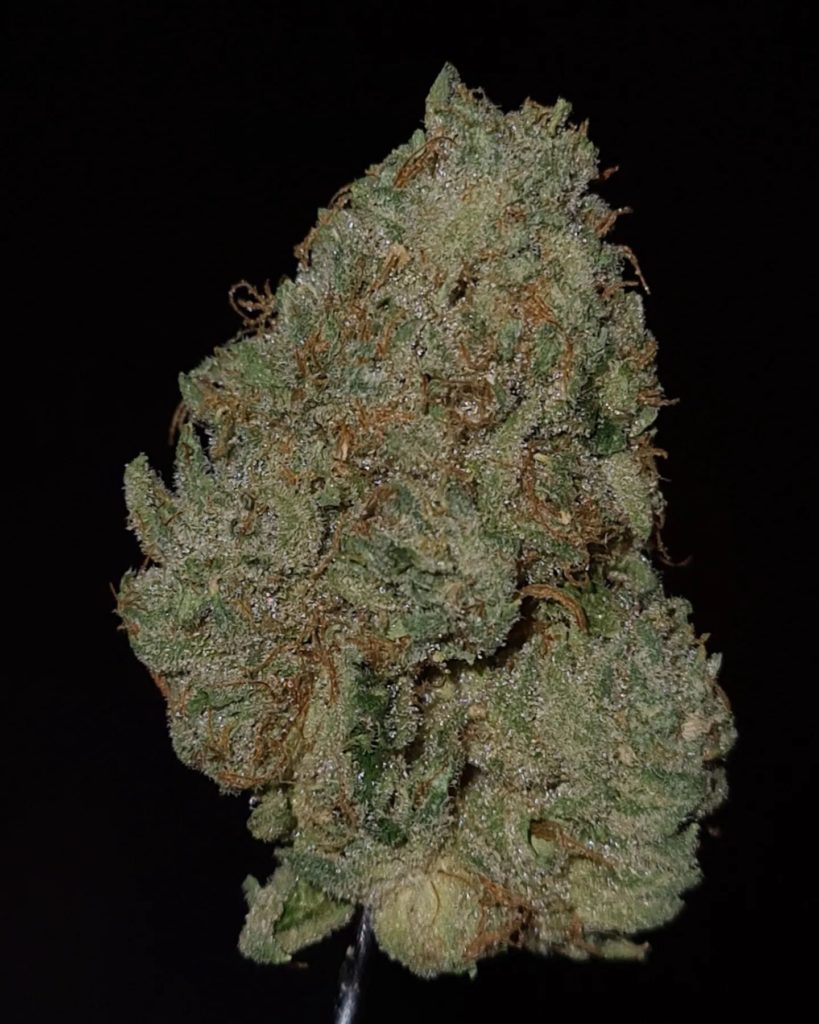 puro loco by jungle boys strain review by cannoisseurselections