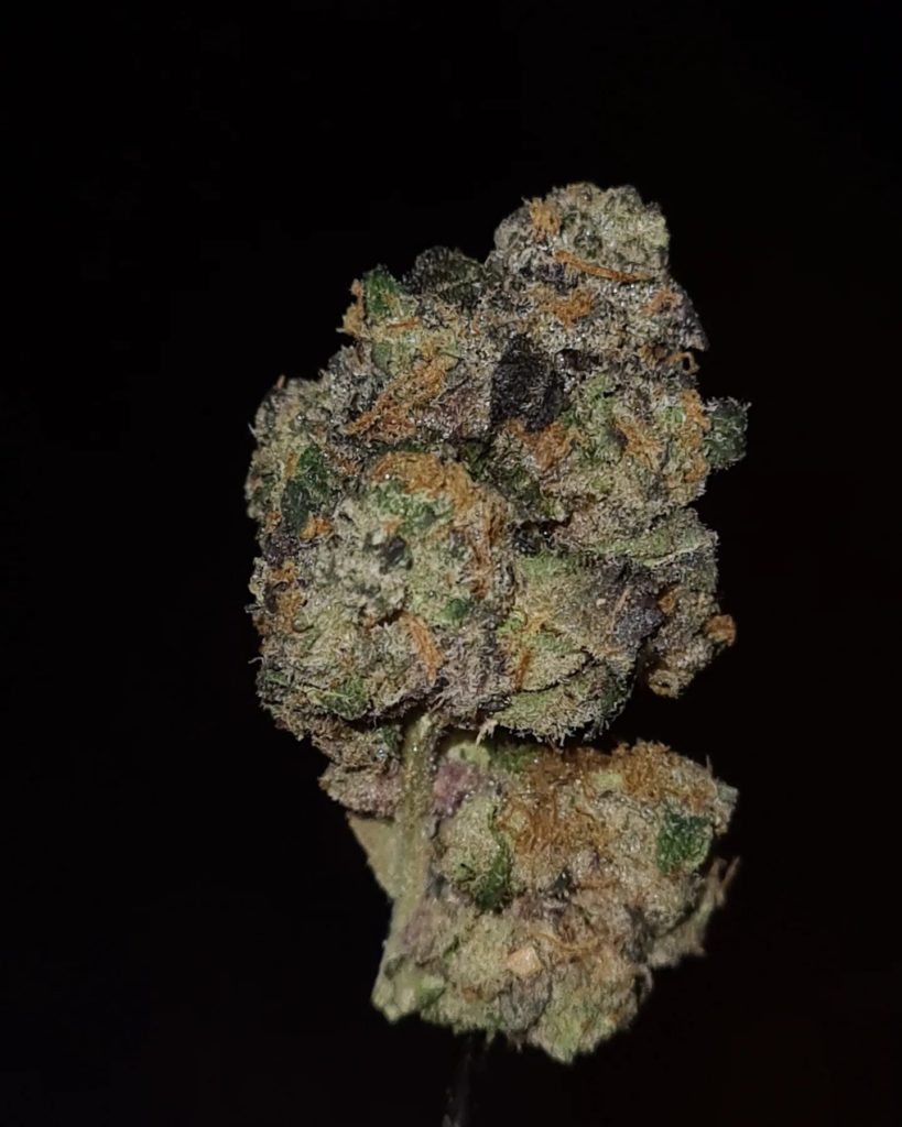 sherbanger by jungle boys strain review by cannoisseurselections