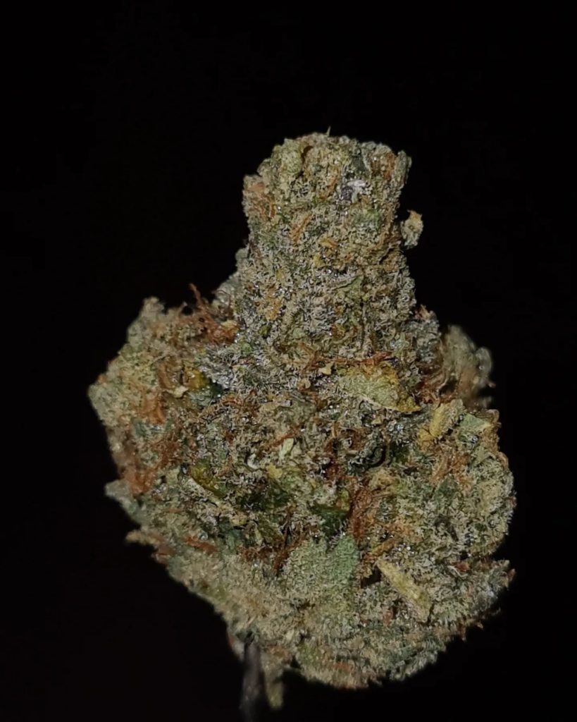 trilly kimber by fvck that's fire strain review by cannoisseurselections