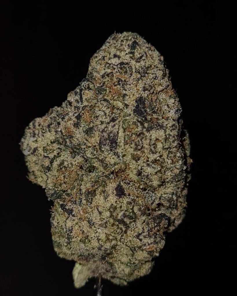 wayne by the baydestrians x world is yours exotics strain review by cannoisseurselections