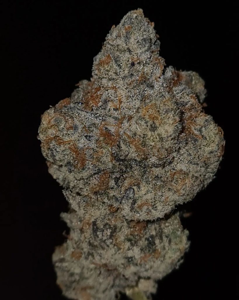 bakers man by jungle boys strain review by cannoisseurselections