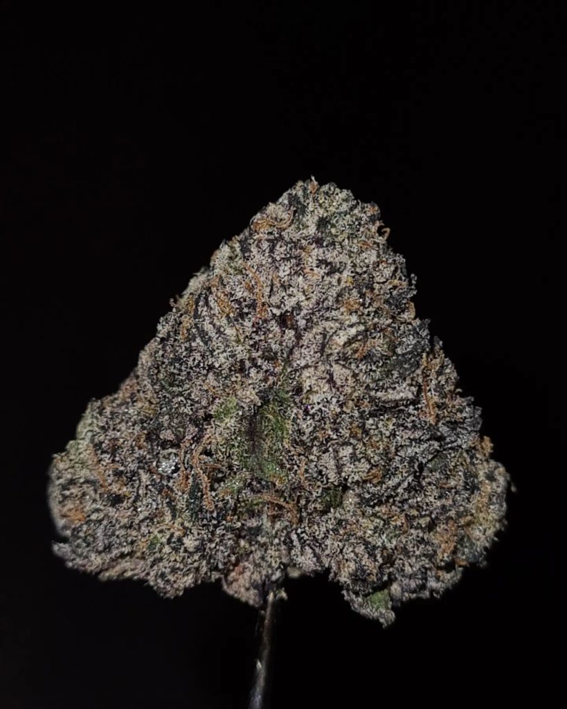 black cod by the tenco strain review by cannoisseurselections