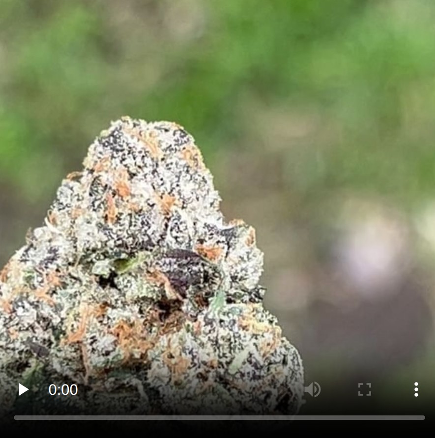 bolo x zam by everyonesmokes strain review by thethcspotreviews