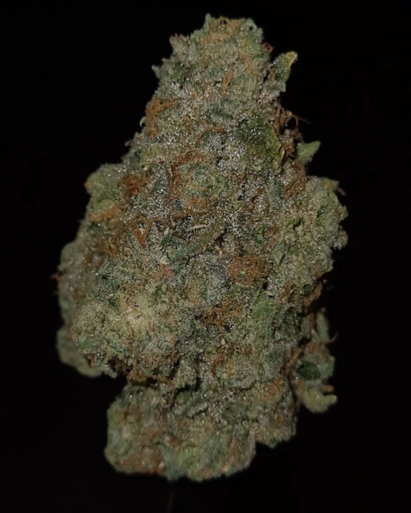 florida cake by jungle boys strain review by cannoisseurselections