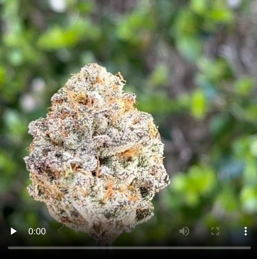 guava gas by norcal nemo strain review by thethcspotreviews 2.jpg