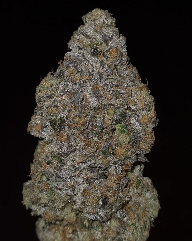 i12 by kush4breakfast x johnny dankco strain review by cannoisseurselections