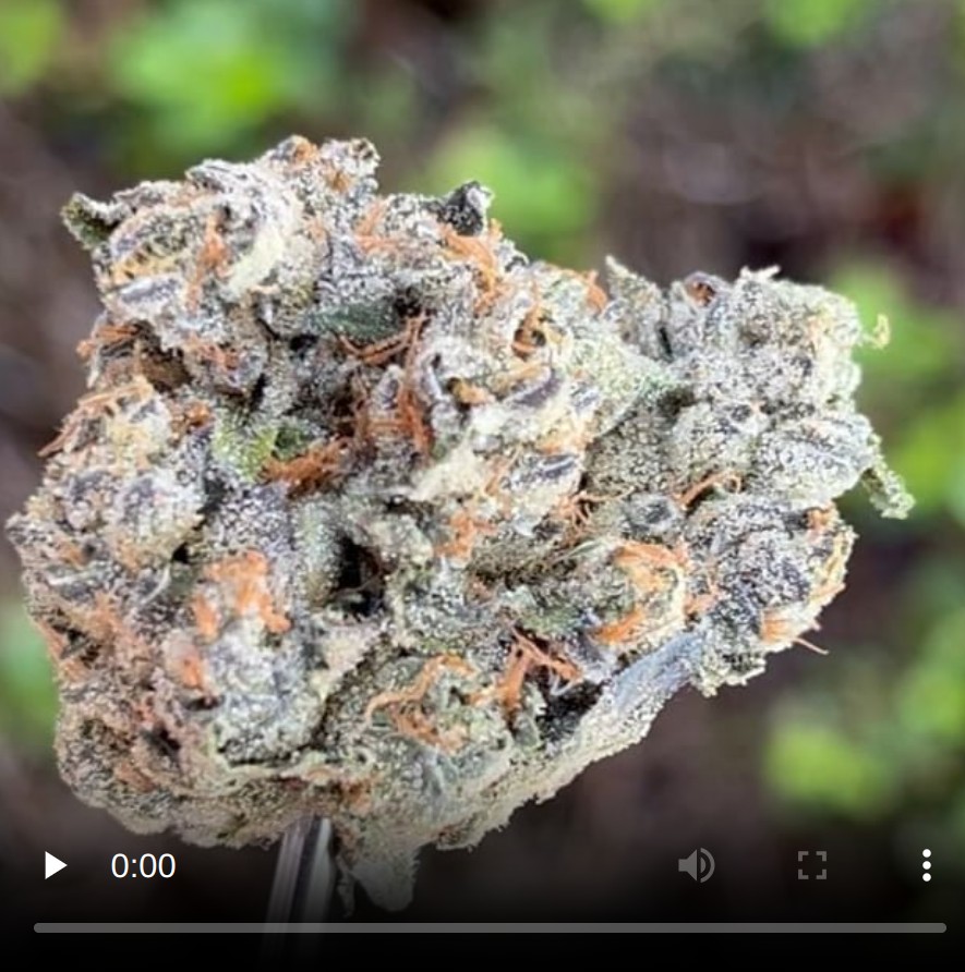 ohhgeezz by watson supply strain review by thethcspot