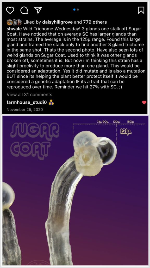 sugar coat with multiglandular trichome head in 2020 shwale farmhouse studio