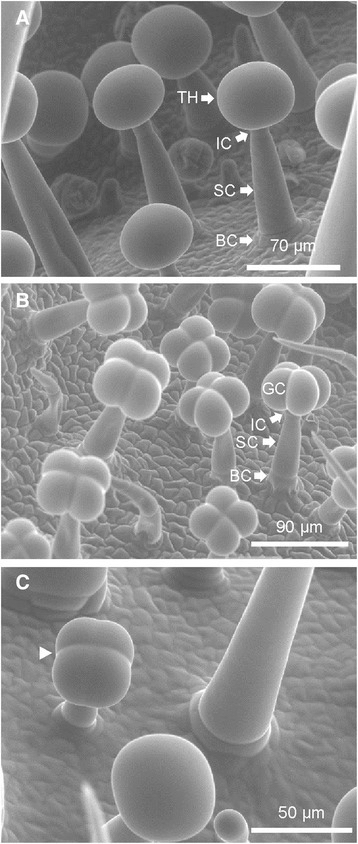 tomoto trichome heads multiglandular with abscission zones