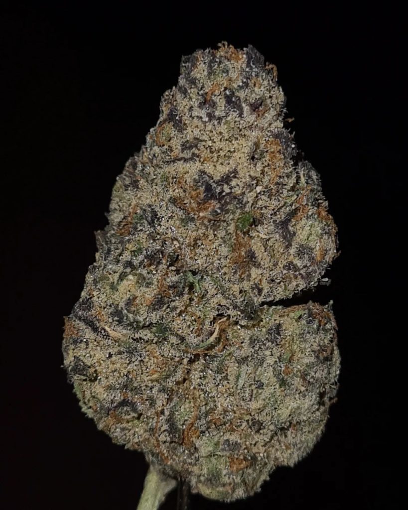 vanilla velvet by jungle boys strain review by cannoisseurselections