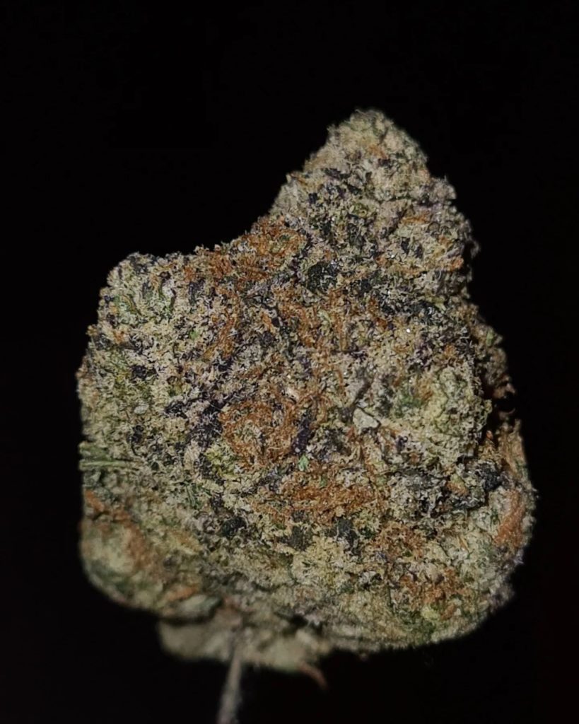 wee-bey by the baydestrians x world is yours exotics strain review by cannoisseurselections